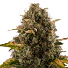 Royal Moby - Royal Queen Seeds - feminizovaná semena 