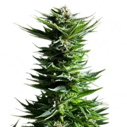 Shining Silver Haze - Royal Queen Seeds - feminizovaná semena