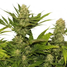 Skunk  XL -  Royal Queen Seeds - feminizovaná semena
