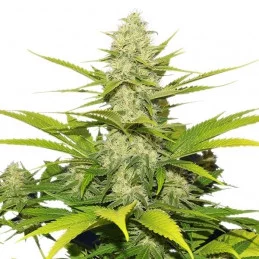 Skunk  XL -  Royal Queen Seeds - feminizovaná semena