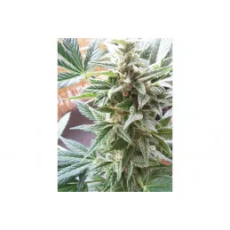 Stress Killer Autom. - Royal Queen Seeds - medical autoflowering
