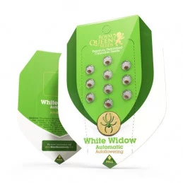 White Widow Automatic - Royal Queen Seeds - autoflowering