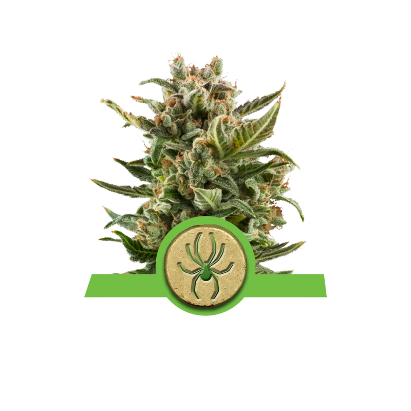 White Widow Automatic - Royal Queen Seeds - autoflowering