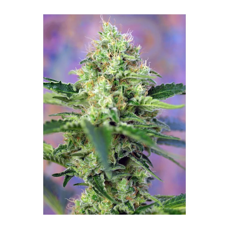 Crystal Candy - Sweet Seeds - feminizovaná semena