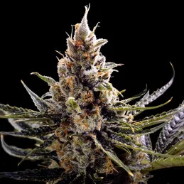 24K Gold - DNA Genetics - feminizovaná
