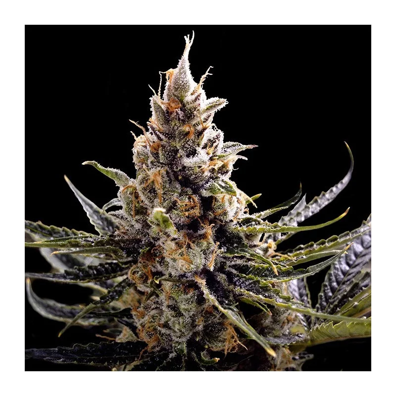 24K Gold - DNA Genetics - feminizovaná