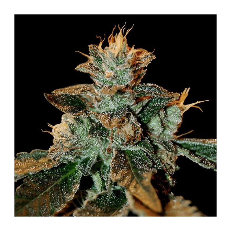 Cataract Kush - DNA Genetics - feminizovaná