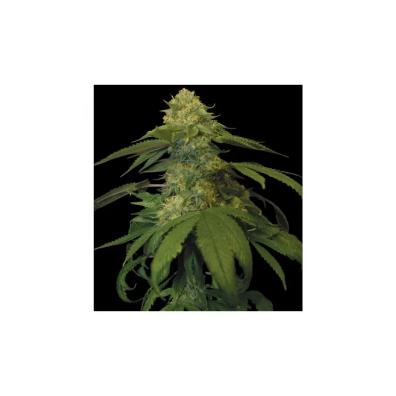 Holy Grail Kush  - DNA Genetics - feminizovaná