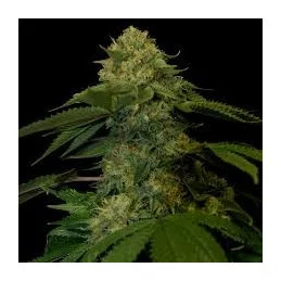 Holy Grail Kush  - DNA Genetics - feminizovaná