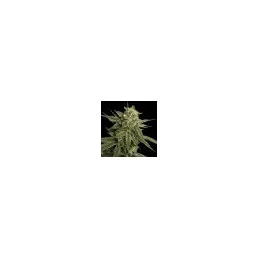 Holy Grail Kush  - DNA Genetics - feminizovaná