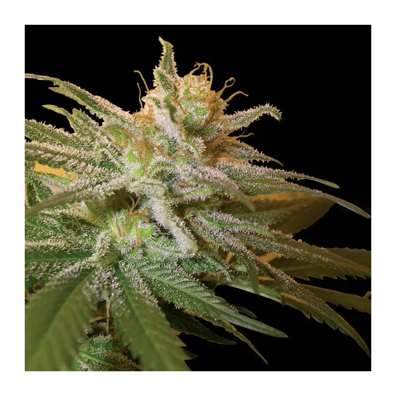Kushberry - DNA Genetics - feminizovaná