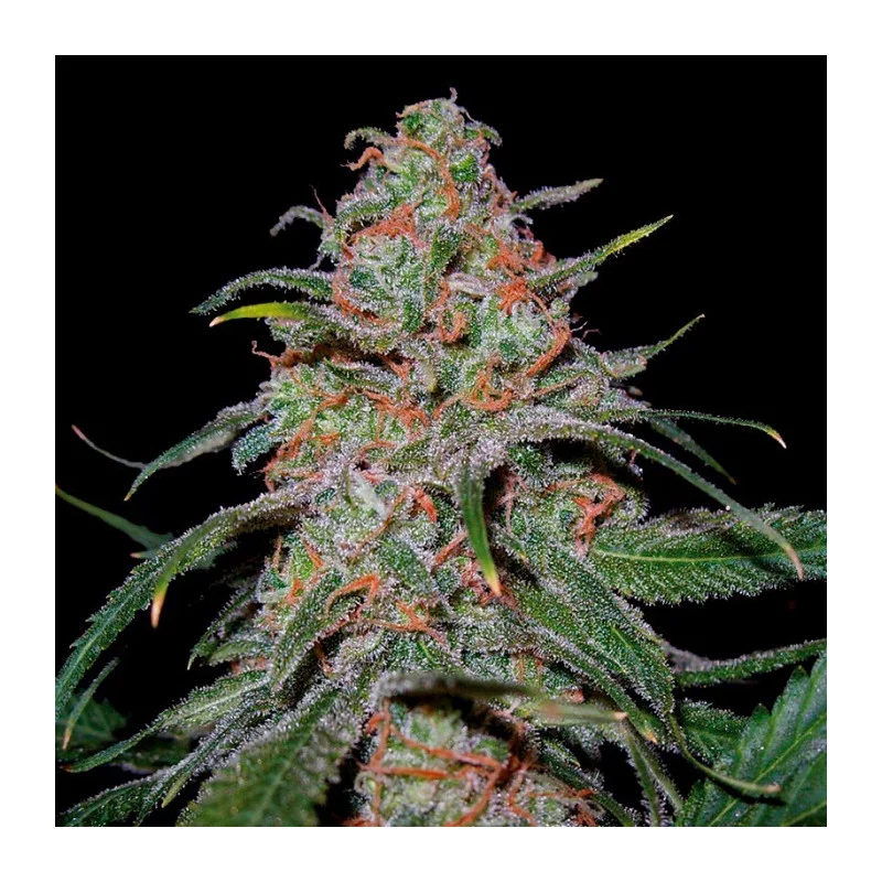 Lemon Skunk  - DNA Genetics - feminizovaná