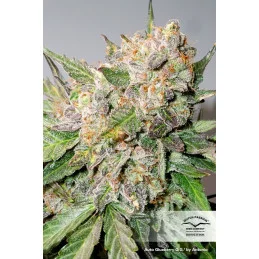 Auto Glueberry O.G.® - Dutch Passion - autoflowering