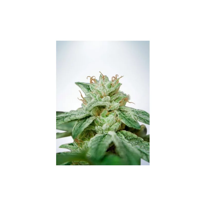 CBD Star - Ministry of Cannabis - feminizovaná semena