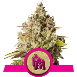 Royal Gorilla - Royal Queen Seeds - feminizovaná semena