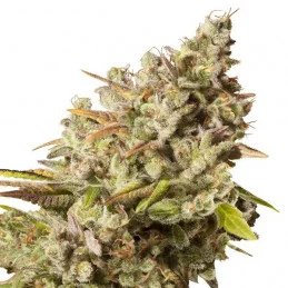 Royal Gorilla - Royal Queen Seeds - feminizovaná semena