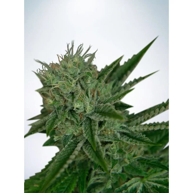 Auto Northern Light- Ministry of Cannabis - autoflowering