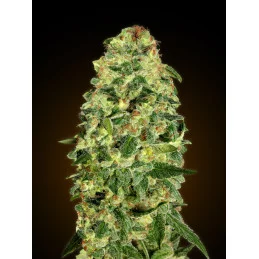 Auto California Kush – 00 Seeds – detail pryskyřičného květu