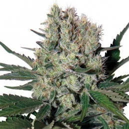Syrup - Buddha Seeds - autoflowering