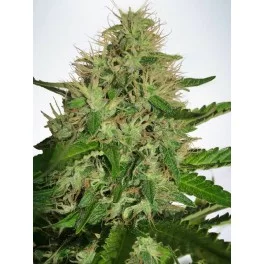 Cannabis Light - Ministry of Cannabis - feminizovaná semena