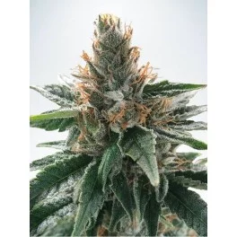 God's Glue - Ministry of Cannabis - feminizovaná semena 