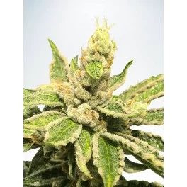 Mamacita's Cookies  - Ministry of Cannabis - feminizovaná semena