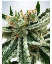 Mandarin Haze - Ministry of Cannabis - feminizovaná semena