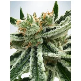 Mandarin Haze - Ministry of Cannabis - feminizovaná semena