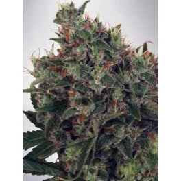 Ultra White Amnesia - Ministry of Cannabis - feminizovaná semena