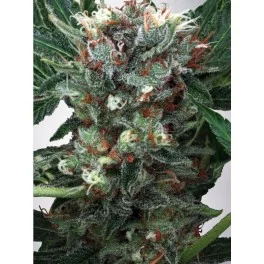 Zensation - Ministry of Cannabis - feminizovaná semena