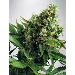 Auto White Widow - Ministry of Cannabis - autoflowering 