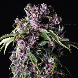 Purple - Pyramid Seeds - feminizovaná semena