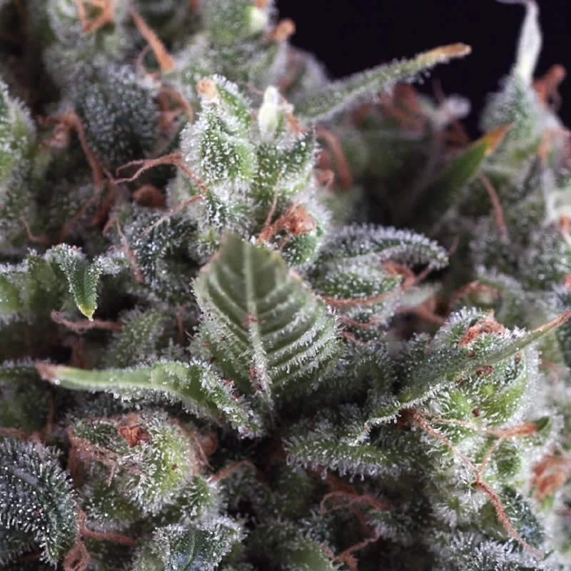 Olympia - Pyramid Seeds - feminizovaná semena