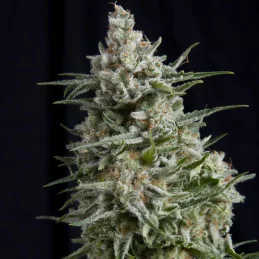 Anesthesia CBD - Pyramid Seeds - léčebná  feminizovaná semena
