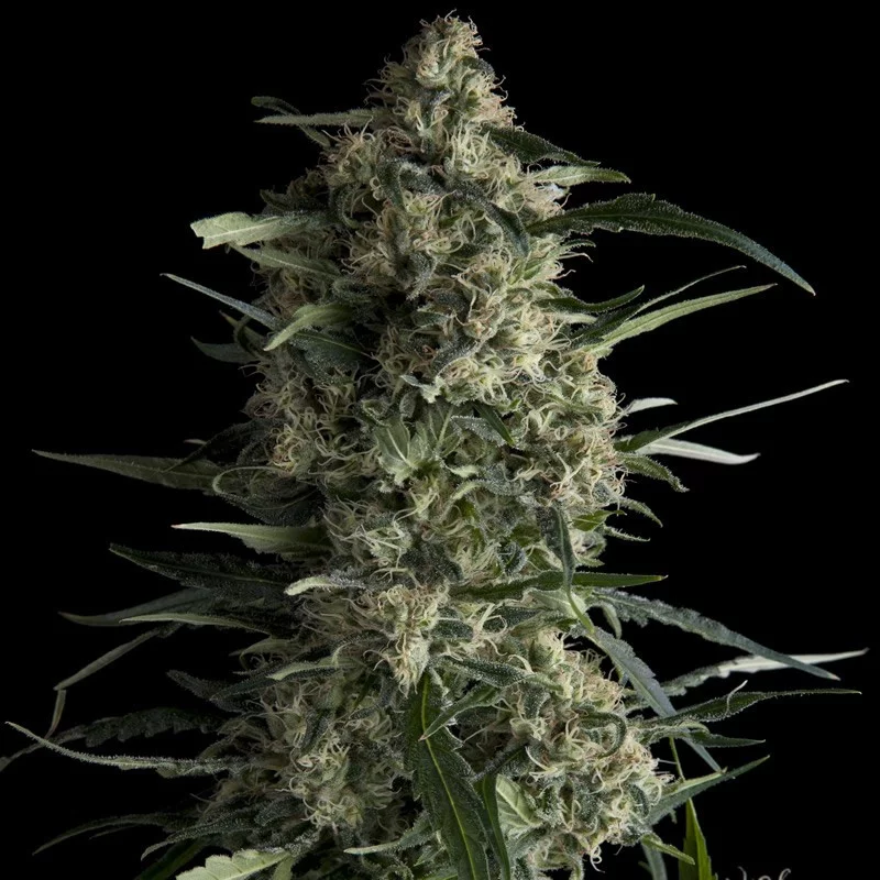 Galaxy CBD - Pyramid Seeds - léčebná  feminizovaná semena