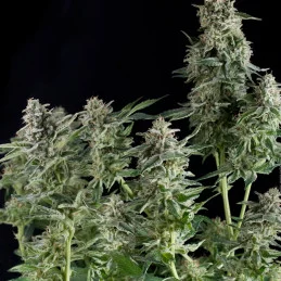 Northern Lights CBD - Pyramid Seeds - léčebná  feminizovaná semena