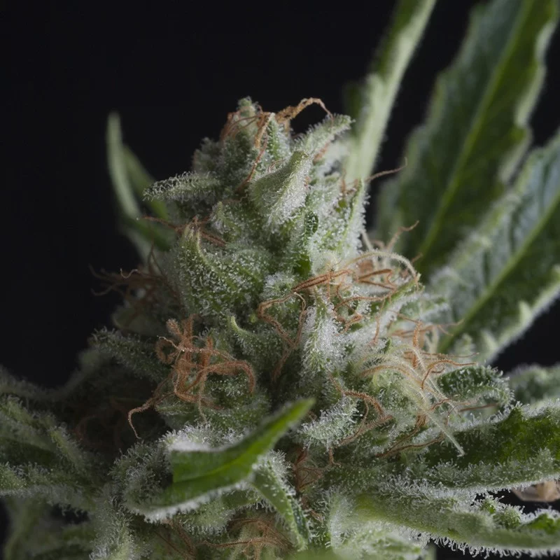 Shark CBD - Pyramid Seeds - léčebná  feminizovaná semena
