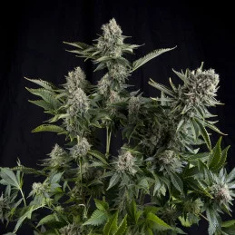 White Widow CBD - Pyramid Seeds - léčebná  feminizovaná semena