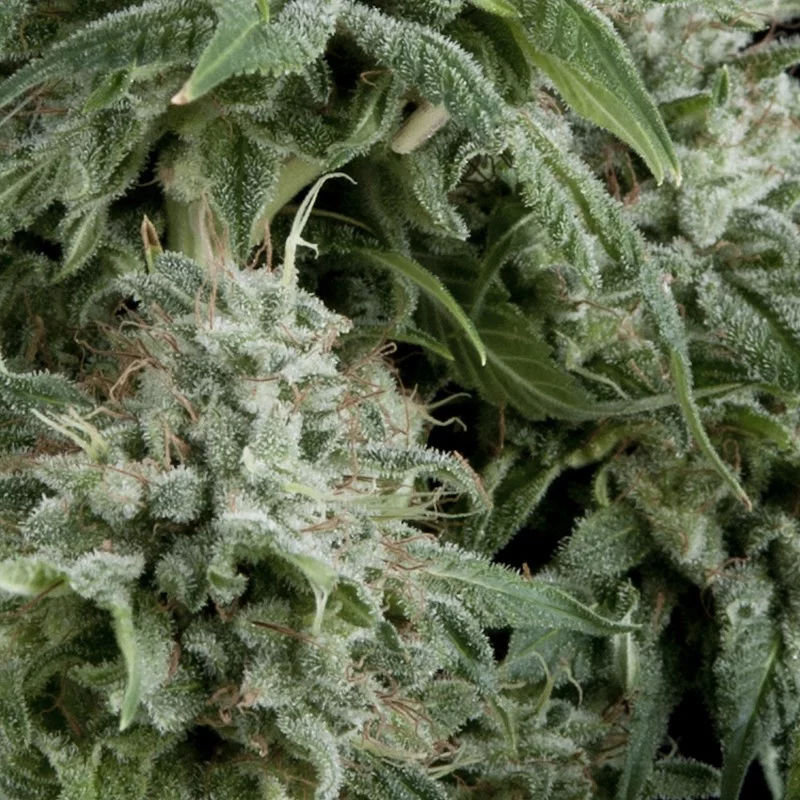 Auto Northern Lights CBD - Pyramid Seeds - léčebná autoflowering semena