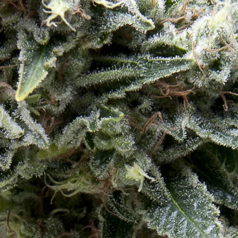 Auto New York City CBD - Pyramid Seeds - léčebná autoflowering semena