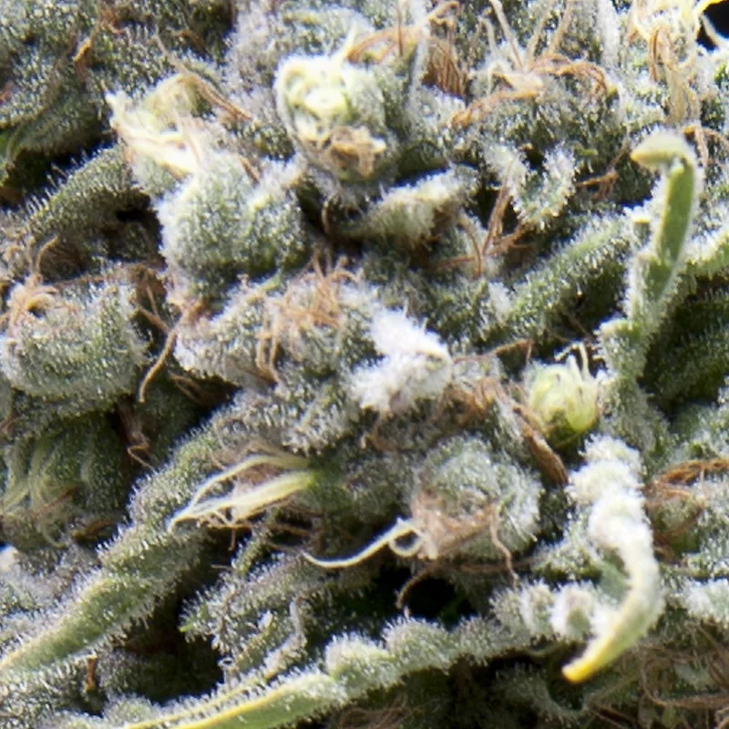 Auto White Widow CBD - Pyramid Seeds - léčebná autoflowering semena