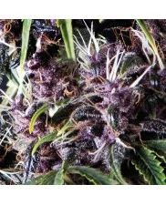 Auto Purple -Pyramid Seeds - autoflowering