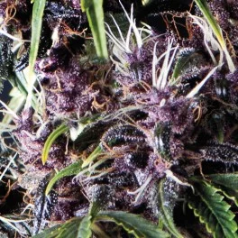 Auto Purple -Pyramid Seeds - autoflowering