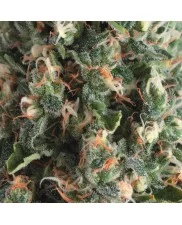 Auto Super OG Kush - Pyramid seeds - autoflowering