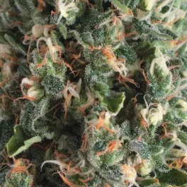 Auto Super OG Kush - Pyramid seeds - autoflowering