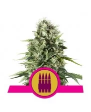 Royal Ak - Royal Queen Seeds -  feminizovaná semena