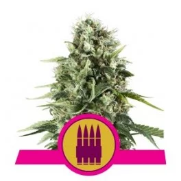 Royal Ak - Royal Queen Seeds -  feminizovaná semena
