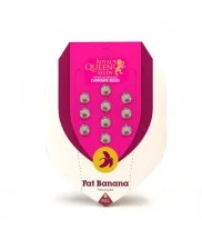 Fat Banana - Royal Queen Seeds - feminizovaná semena