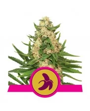 Fat Banana - Royal Queen Seeds - feminizovaná semena