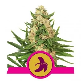 Fat Banana - Royal Queen Seeds - feminizovaná semena